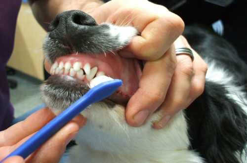 homemade dog toothbrush