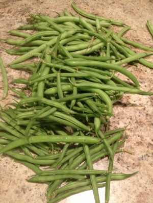 Green Beans Preserving
