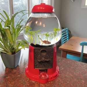 Gumball Machine Fish Tank
