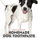 Here's an easy step-by-step on how to make homemade dog toothpaste to save money and ensure less exposure of your dog to harmful chemicals.