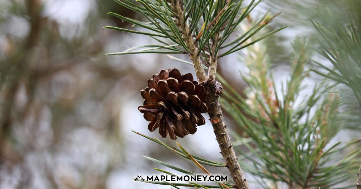 Pinecone Research Review: Become a Product Influencer and Make Money with Online Surveys